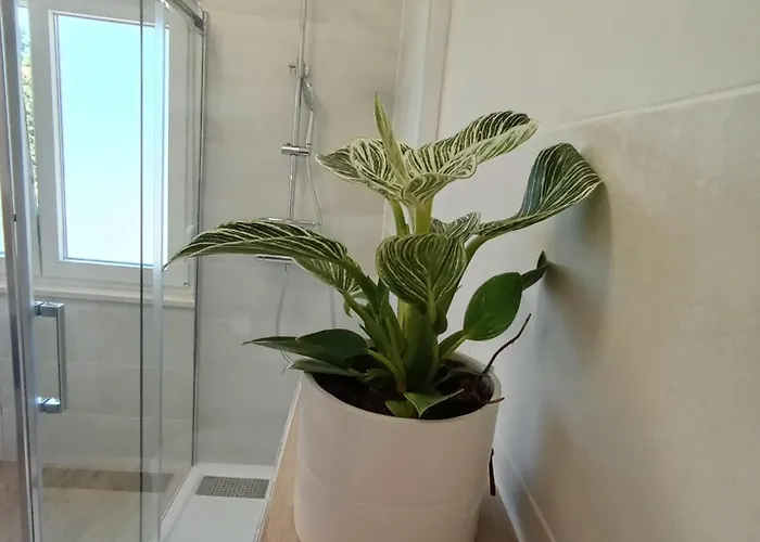 Novi Prostrani U Strogom Centru Pule * Пула